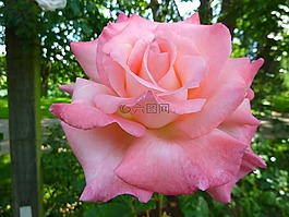 玫瑰,植物區(qū)系,花