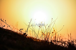 夏天,原野,戶外