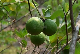 檸檬,石灰綠,綠
