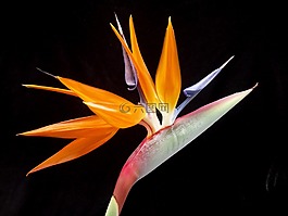 鸟的天堂,花,热带
