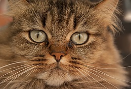 貓,貓科動物,小胡子