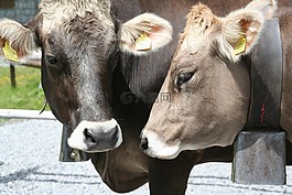 動物,牛,哺乳動物
