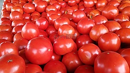 番茄,紅色,成熟