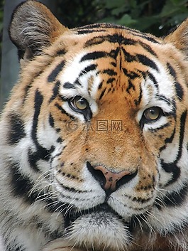 老虎,動物園,捕食者