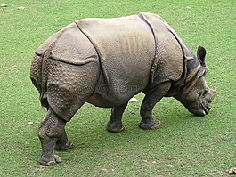 犀牛,動(dòng)物園,野生動(dòng)物