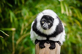狐猴,馬達加斯加,靈長類動物