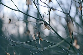 自然,藍色,干