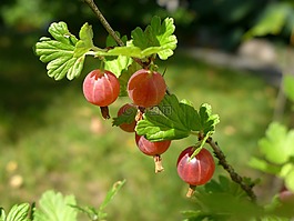 醋栗,漿果,科
