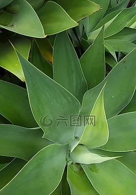 性質(zhì),葉,小冊子