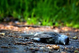 鳥,死亡,死
