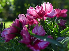 federnelke,廠,鮮花