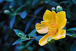 贯叶连翘,花卉,tutsan