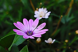 螞蟻,鮮花,春