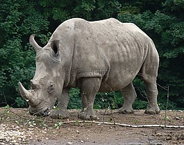 犀牛,動(dòng)物園,野生動(dòng)物