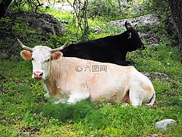 牛,奶牛,黑色