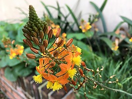 野生,黃色,橙色