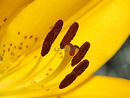 百合,黃色,開(kāi)花