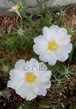 花,白色,性質