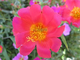 公園,花,花園