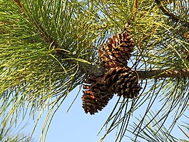 樹,性質(zhì),縫針