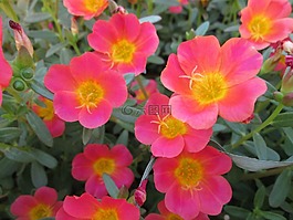 公園,花,花園