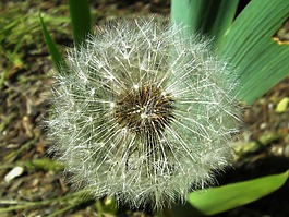 蒲公英,常见的 dandelionflowers,成熟水果