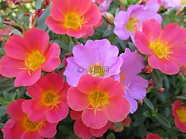 公園,花,花園