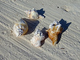 桑給巴爾島,海灘,貽貝