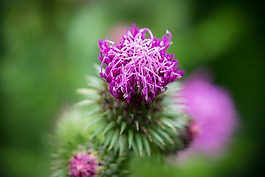薊,芽,開花