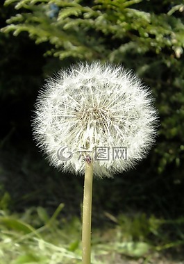 蒲公英,普通的蒲公英,成熟水果