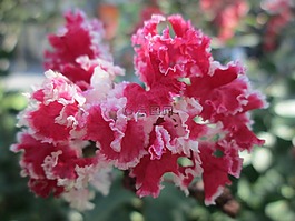 公園,花,花園