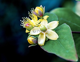 英語,野生,花