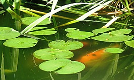 錦鯉池塘,百合墊,魚(yú)