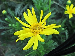 公園,花,花園