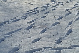 雪,腳印,大自然
