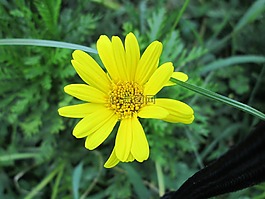 公園,花,花園