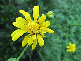 公園,花,花園