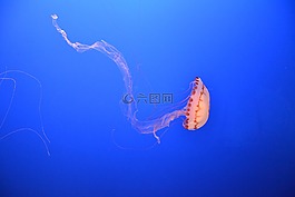 海,海洋,水下
