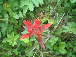 印第安畫筆,castilleja 花,鮮花