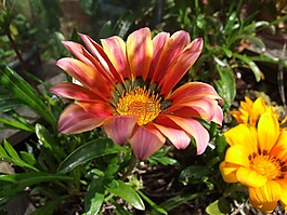 花,花的,花園