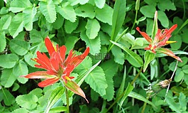 印第安畫筆,castilleja 花,鮮花