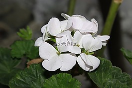 花,厄瓜多爾,riobamba