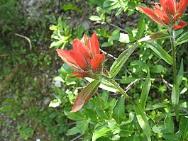 印第安畫筆,castilleja 花,鮮花