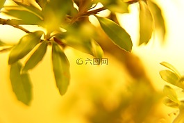 葉子,夏天,發光