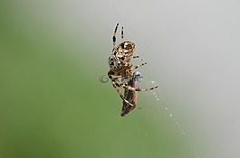 aranaeus,蜘蛛,喂養(yǎng)
