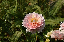 粉红色的鲜花香味,花,泰国清迈