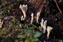 蘑菇,小蘑菇,海綿