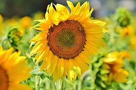 太阳花,花,黄色花