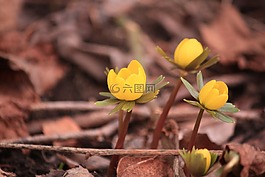 花,春,黃色
