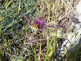 薊,蝴蝶,昆蟲